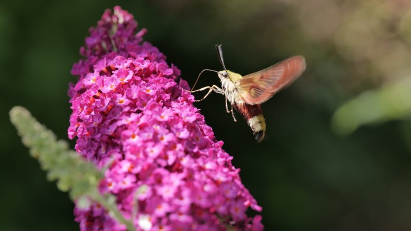 SPHINX GAZE sur BUDLEIA. Jardin. Lise Jaloux